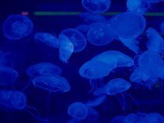 -暹罗海洋世界