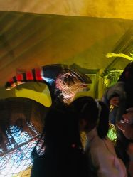 -恐龙探索乐园(磁器口店)