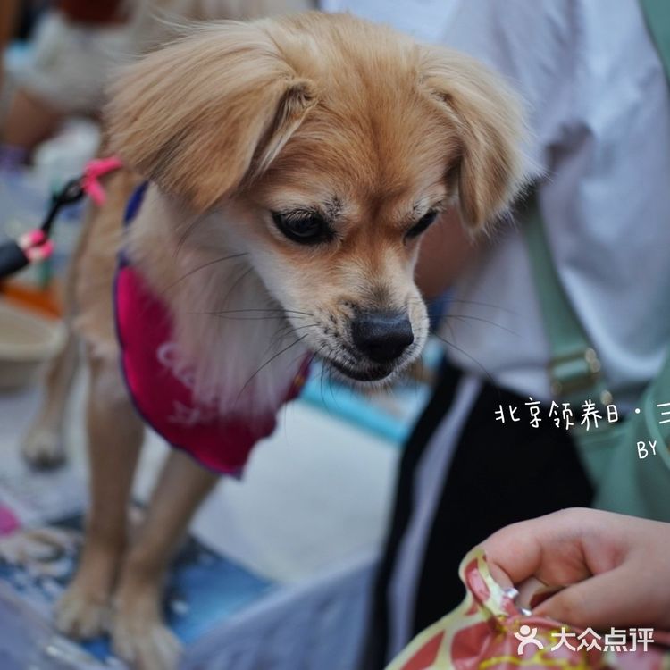 太可爱！连孙俪娘娘都为他们站台