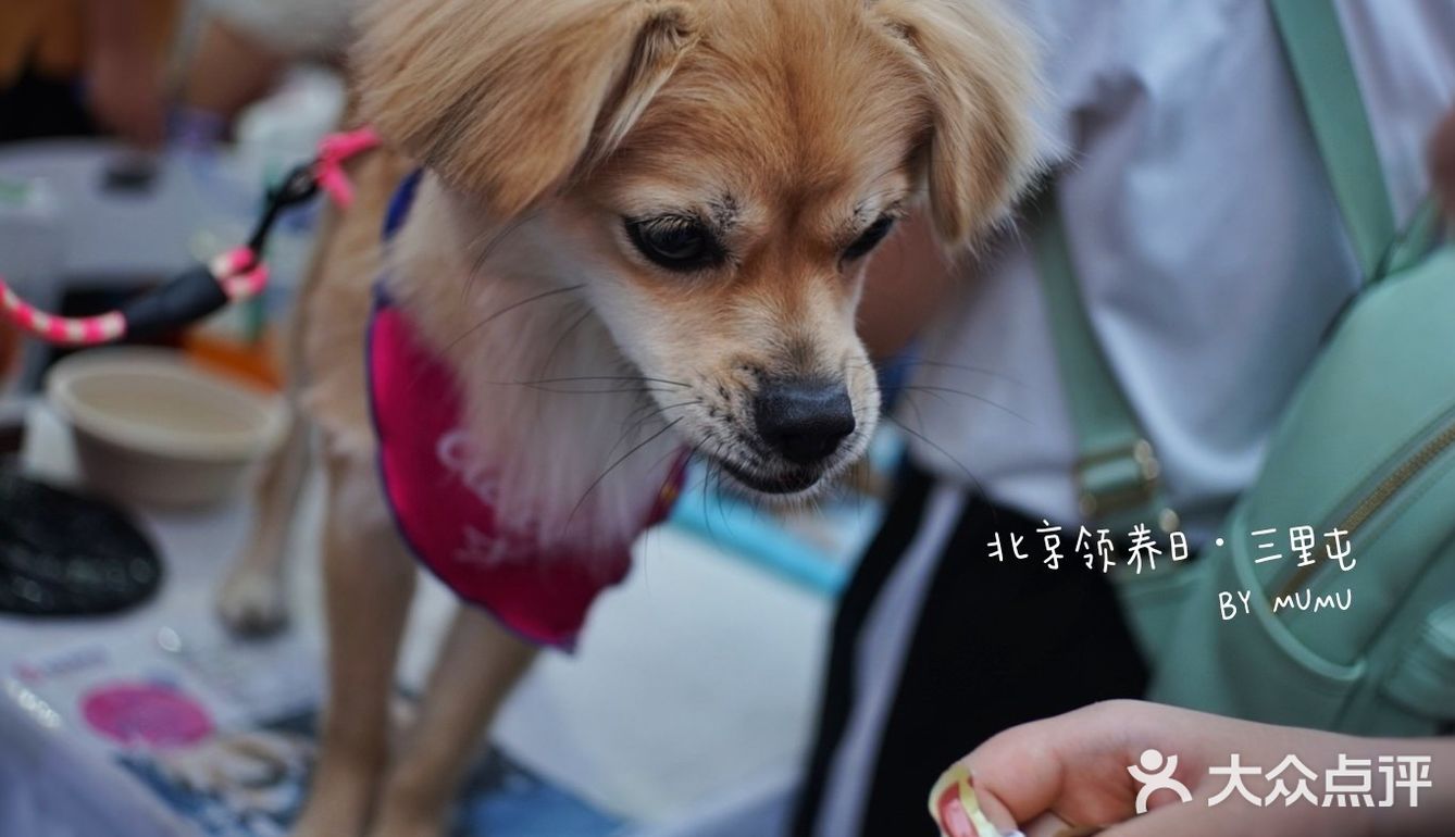 太可爱！连孙俪娘娘都为他们站台