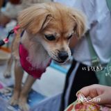 太可爱！连孙俪娘娘都为他们站台