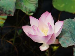 -华南国家植物园-售票处