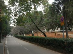 -武汉大学-樱园
