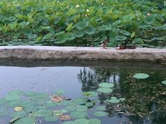 -莲花池公园