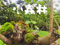 -铁山坪森林公园