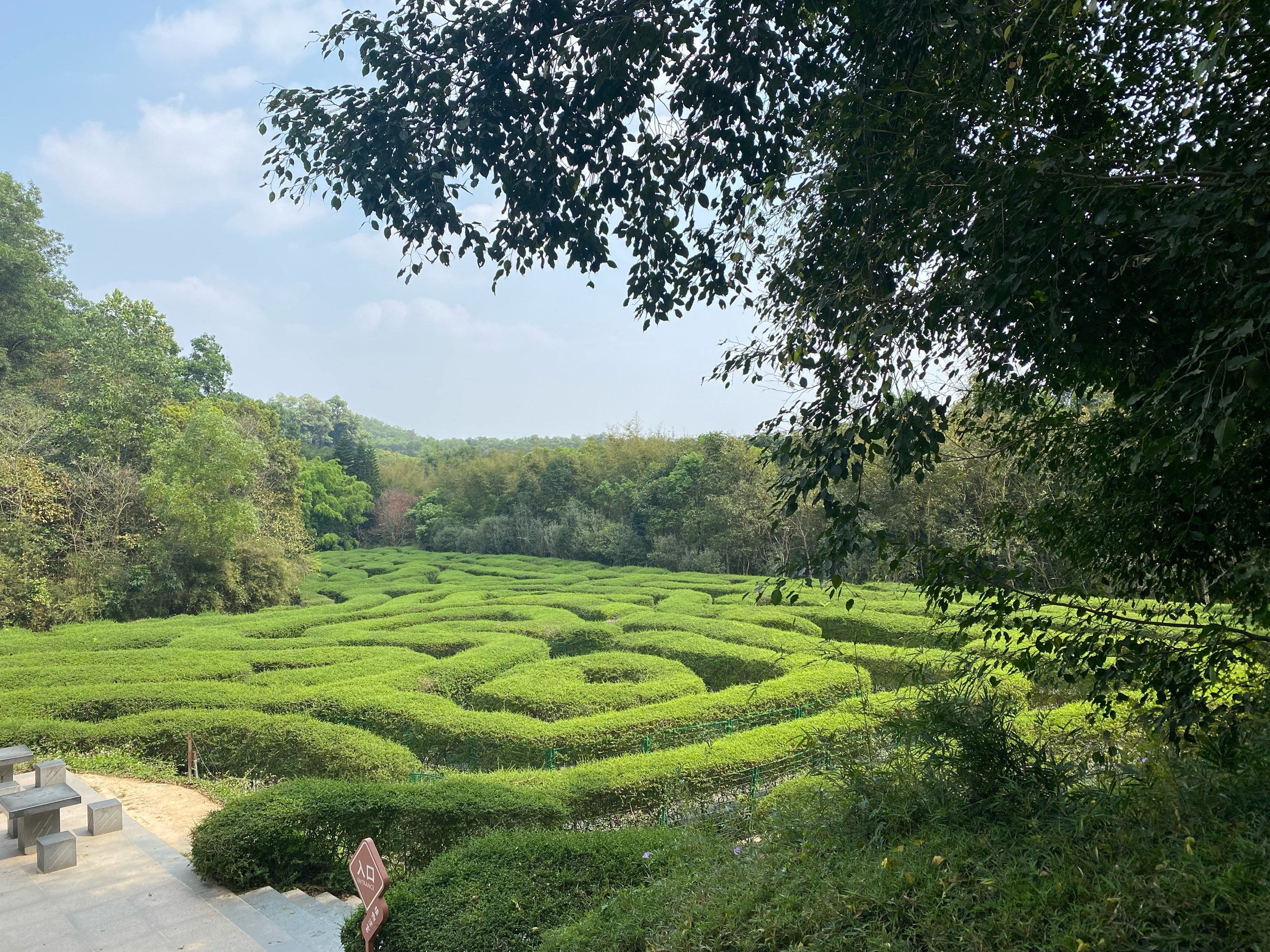 很迷人的植物迷宫,很舒服的大自然