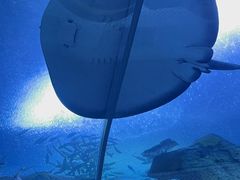 -珠海长隆海洋王国
