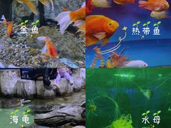 -重庆欢乐海底世界