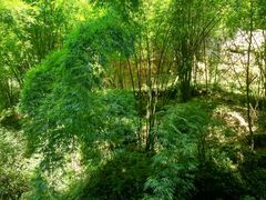-川西竹海景区