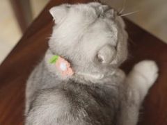 -瑞派宠物医院·中兽医专科(中央商城分院)