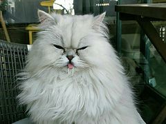 -喵屿·大理花园猫咖