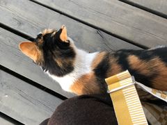 -长白岛森林公园