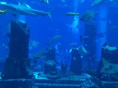 -迪拜水族馆及水下动物园