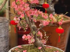 -双季花艺园艺市场(浦东店)