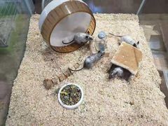 -酷以爬仙阁实体爬宠店·守宫·蜥蜴·专业繁育