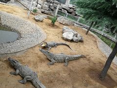 -石家庄市动物园