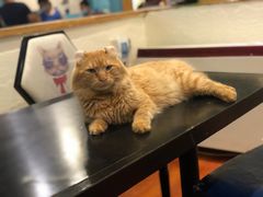 -猫小院猫主题咖啡厅(北锣店)