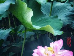 -陈家山荷花公园