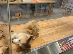 -狗道宠物(常熟印象城店)