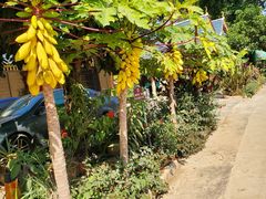 -西双版纳傣族园