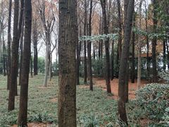 -宝界山林公园