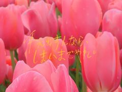 -荷兰花海