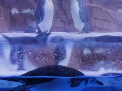 -海合安成都极地海洋公园