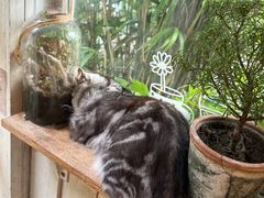 -海边的猫和咖啡馆