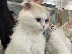 -楼上猫咖(罗湖店)