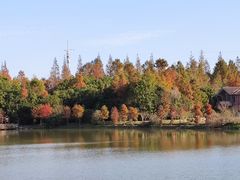-上海海湾国家森林公园