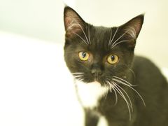 -鼓捣猫呢主题猫咖店