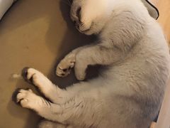 -猫腻·猫咖·撸猫馆(星光大道店)