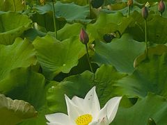 -野鸭湖国家湿地公园