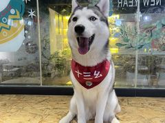 -Husky Go! 哈士奇体验馆·宠物咖啡厅狗咖