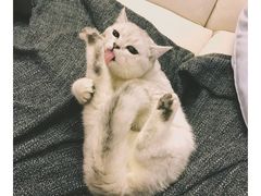 -中农大我爱我爱24h动物医院·中医针灸·猫专科·骨科医疗中心(双井店)