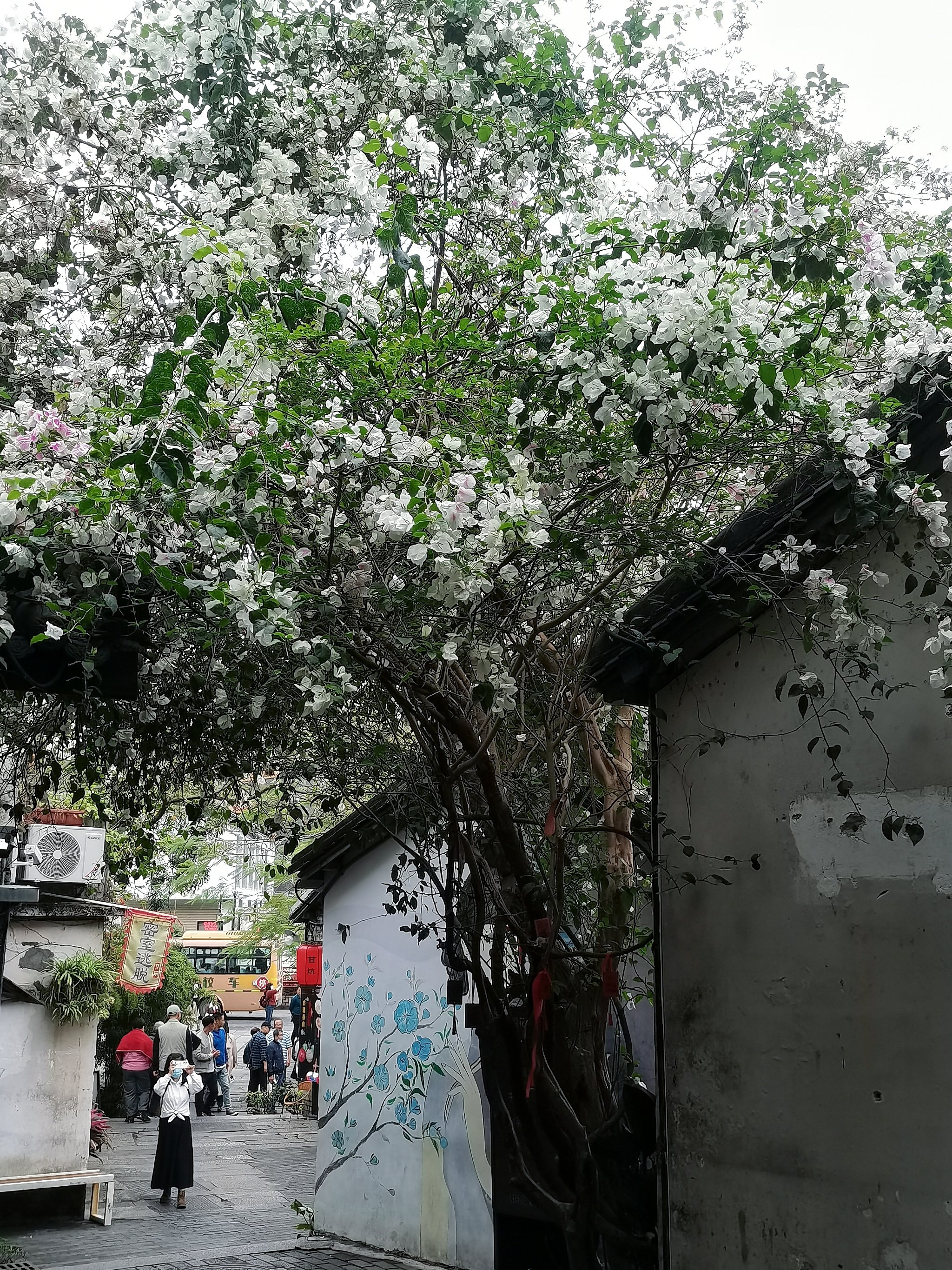 深圳布吉莲花小巷子图片