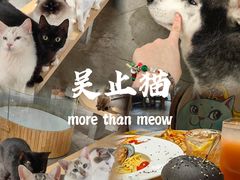 -more than meow吴止猫主题餐厅(承德 中船汇店)