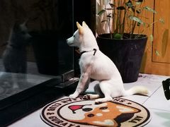 -柴务处·柴犬主题狗咖