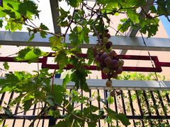 -吉而慧幼儿园-原红黄蓝幼儿园(世华水岸园)