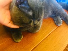 -李小姐の猫咖啡馆(五角场店)