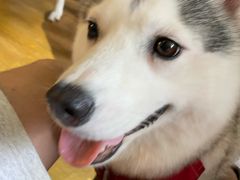 -Husky Go! 哈士奇体验馆·宠物咖啡厅狗咖