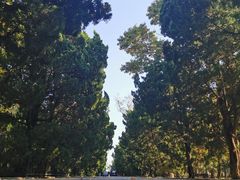 -八大关景区