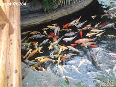 鱼-绿色时代大酒店