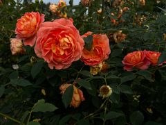 -都江堰玫瑰花溪谷