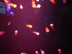 -厦门海底世界