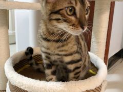 -猫大福·Fortune Cat猫舍(百子湾店)