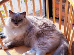 -豆逗聊愈猫阁Easy Life