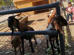 -长白岛森林公园