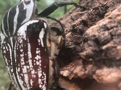 -南宫五洲植物乐园