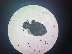 -爱佳宠物中心医院24H·CT·骨外科·猫专科(瑶海万达店)